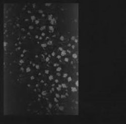 Descargar Motorama - Poverty [2015] MEGA